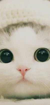 Nose Cat Carnivore Live Wallpaper