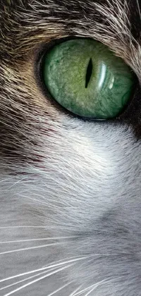 Nose Cat Eyebrow Live Wallpaper