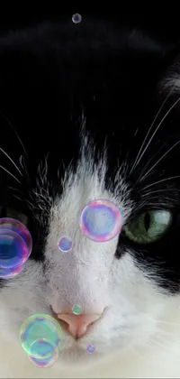 Nose Cat Eyelash Live Wallpaper