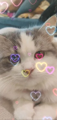 Nose Cat Facial Expression Live Wallpaper