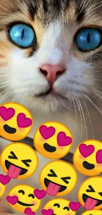 Nose Cat Facial Expression Live Wallpaper