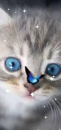 Nose Cat Felidae Live Wallpaper