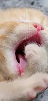 Looking for a cute live wallpaper for your phone? Check out this trending kitten wallpaper featuring a close-up of a fluffy grey and white kitten yawning on a cozy white blanket