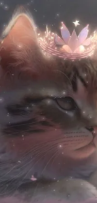 Nose Cat Felidae Live Wallpaper
