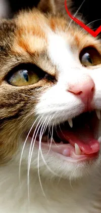 This phone live wallpaper showcases a stunningly vivid close up of a female cat with a chestnut and white coat, baring its teeth while seemingly yelling