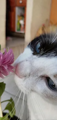 Nose Cat Flower Live Wallpaper