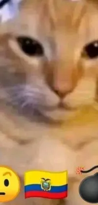 Nose Cat Mouth Live Wallpaper