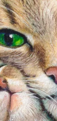 Nose Cat Vertebrate Live Wallpaper