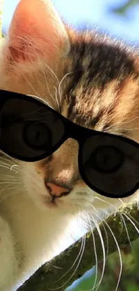 This live phone wallpaper features a playful kitten with sunglasses sitting on a tree branch