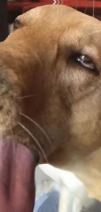 Nose Dog Carnivore Live Wallpaper