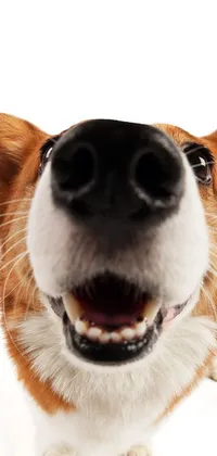 Nose Dog Carnivore Live Wallpaper