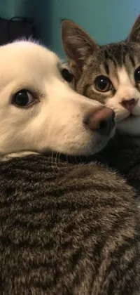 Nose Dog Cat Live Wallpaper