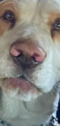Nose Dog Eye Live Wallpaper