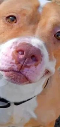 Nose Dog Organ Live Wallpaper