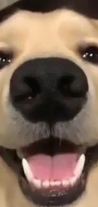 Nose Dog Photograph Live Wallpaper