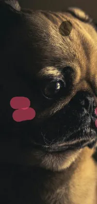 Nose Dog Pug Live Wallpaper