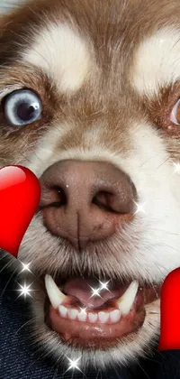 Nose Dog Vertebrate Live Wallpaper