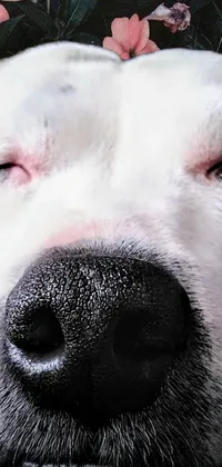 Nose Dog White Live Wallpaper