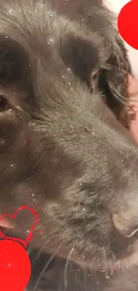 Nose Ear Dog Breed Live Wallpaper