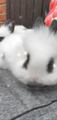 Nose Ear Whiskers Live Wallpaper