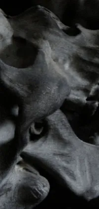 This striking live wallpaper features a black and white photo of a skull in a crypt