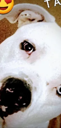 Nose Facial Expression Dog Live Wallpaper