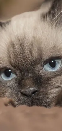 Nose Hair Cat Live Wallpaper