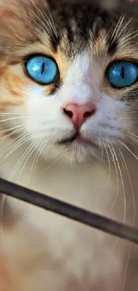 beautiful cat  Live Wallpaper