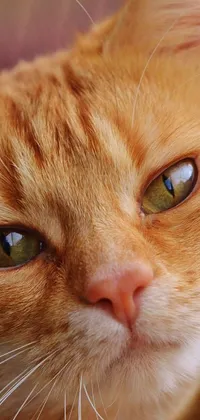 This live wallpaper displays a close-up image of an adorable orange cat peeking through a fence