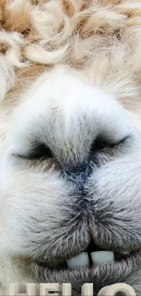 This live phone wallpaper showcases an adorable close-up image of a llama with curly afro hair, staring at the camera