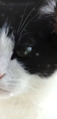 Nose Head Cat Live Wallpaper