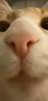 Nose Head Cat Live Wallpaper