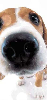 Nose Head Dog Live Wallpaper