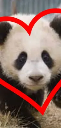 Nose Head Panda Live Wallpaper