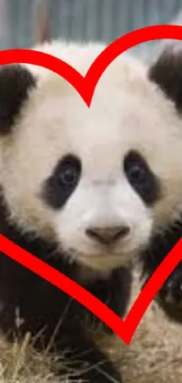 panda Live Wallpaper