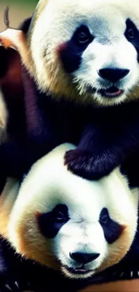 Get mesmerized by this live wallpaper for your phone, featuring two furry panda bears sitting on top of each other