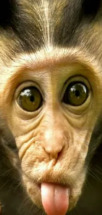 Nose Head Primate Live Wallpaper