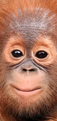 Nose Head Primate Live Wallpaper