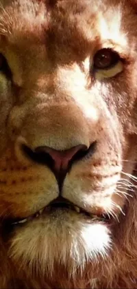 Nose Mouth Felidae Live Wallpaper