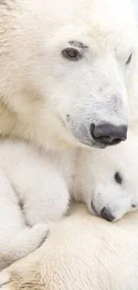 Nose Polar Bear White Live Wallpaper