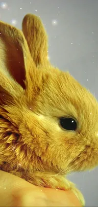 This phone live wallpaper features a close-up shot of a stuffed rabbit toy with cute, posterized color and blonde fur