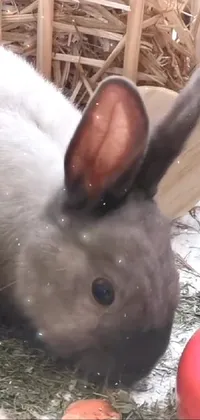Nose Rabbit Vertebrate Live Wallpaper