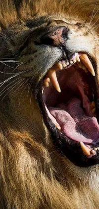 Nose Roar Felidae Live Wallpaper