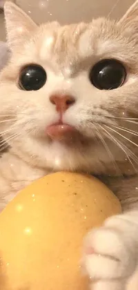 Nose Skin Cat Live Wallpaper