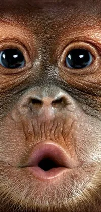 Nose Skin Primate Live Wallpaper