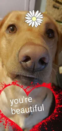 Nose Smile Dog Live Wallpaper