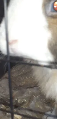Nose Vertebrate Felidae Live Wallpaper