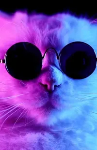 Nose Vision Care Cat Live Wallpaper