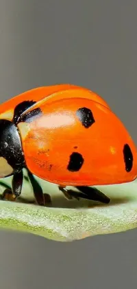 Orange Animal Beetle Live Wallpaper
