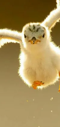 This phone live wallpaper features a stunning depiction of a small white bird in flight